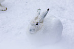 Alpine hare