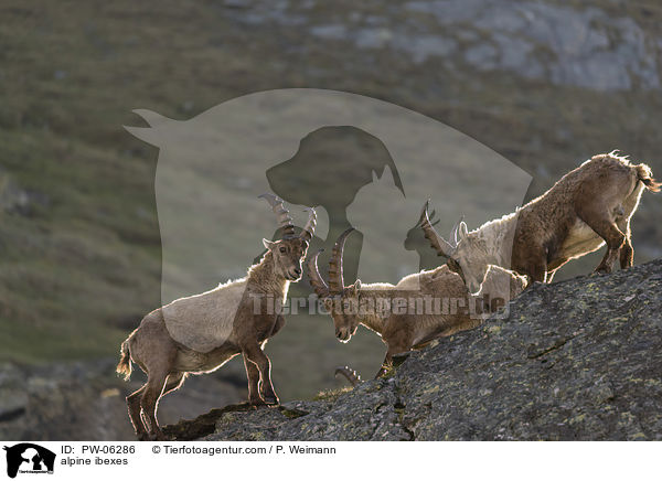 alpine ibexes / PW-06286