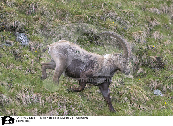 alpine ibex / PW-06295