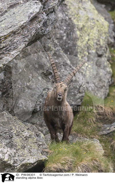 standing alpine ibex / PW-06301
