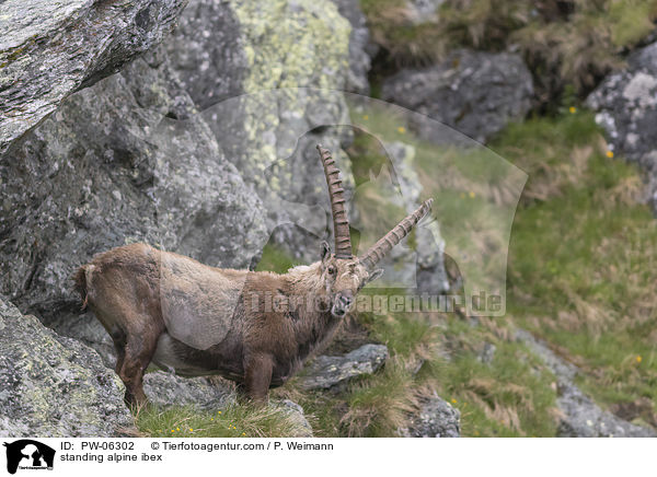 standing alpine ibex / PW-06302