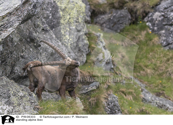 standing alpine ibex / PW-06303
