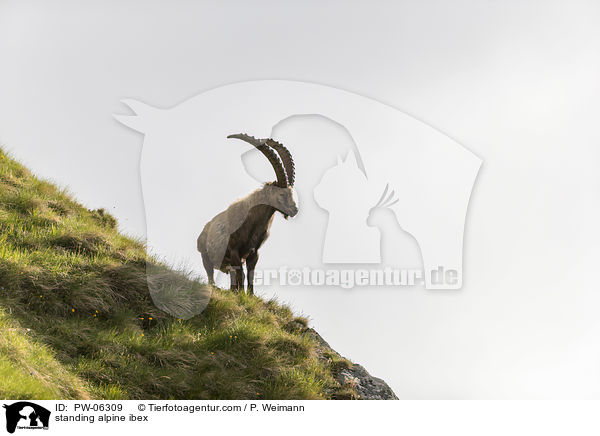 standing alpine ibex / PW-06309