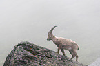 walking alpine ibex