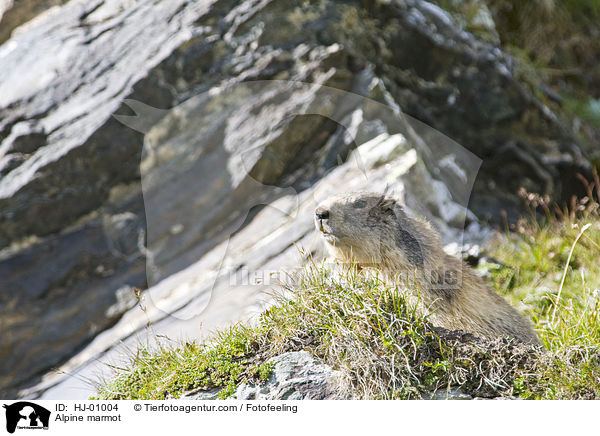 Alpine marmot / HJ-01004