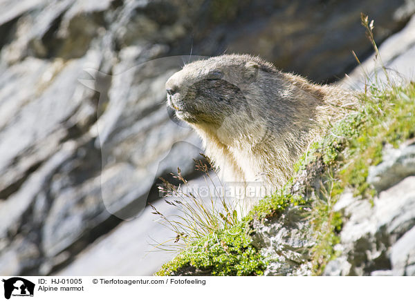 Alpine marmot / HJ-01005