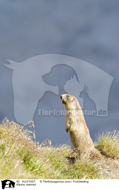 Alpine marmot / HJ-01007