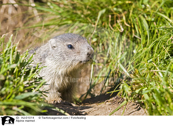 Alpine marmot / HJ-01014