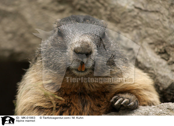 Alpine marmot / MK-01863