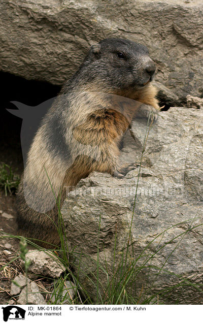 Alpine marmot / MK-01864