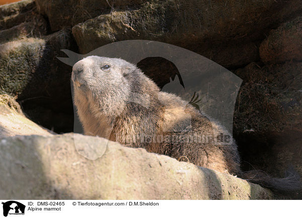 Alpine marmot / DMS-02465