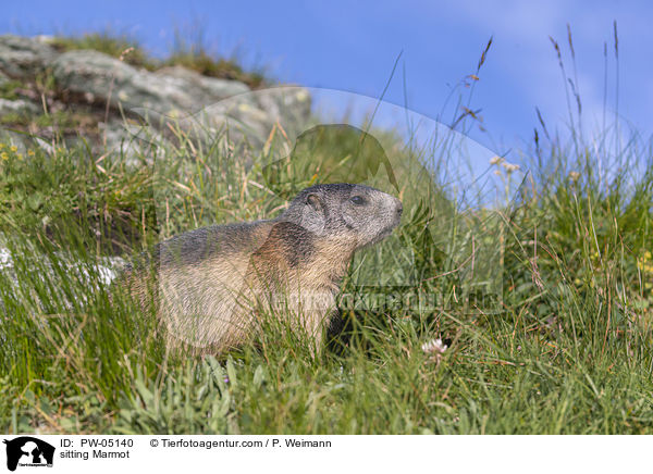 sitting Marmot / PW-05140