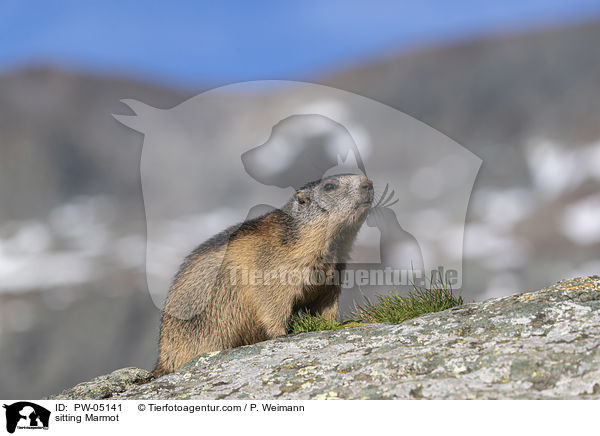 sitting Marmot / PW-05141