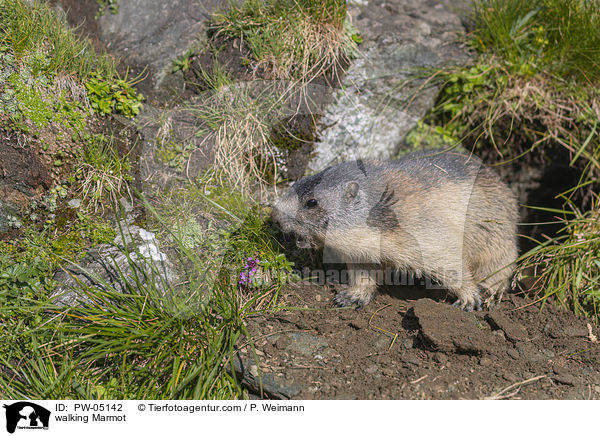 walking Marmot / PW-05142