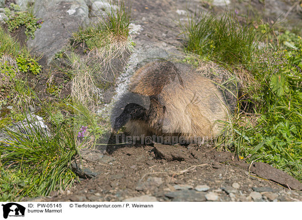 burrow Marmot / PW-05145