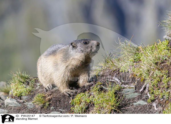 standing Marmot / PW-05147