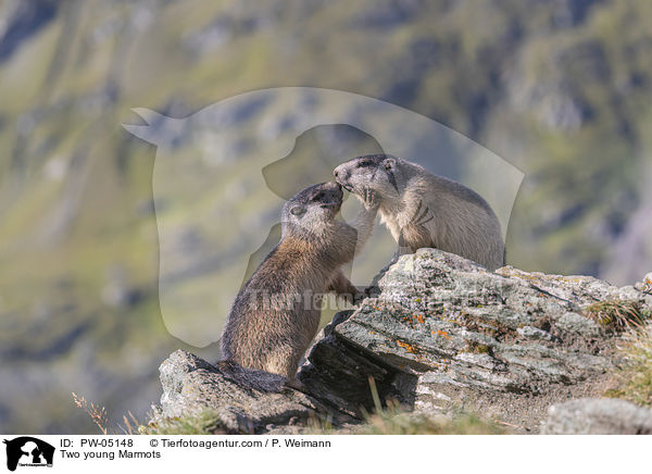 Two young Marmots / PW-05148