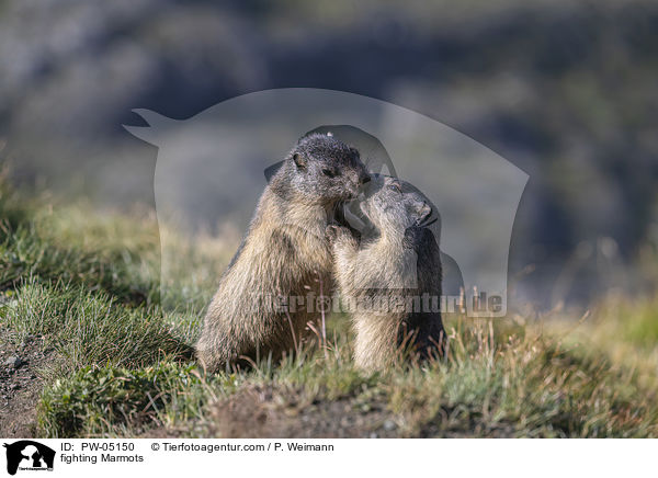 fighting Marmots / PW-05150