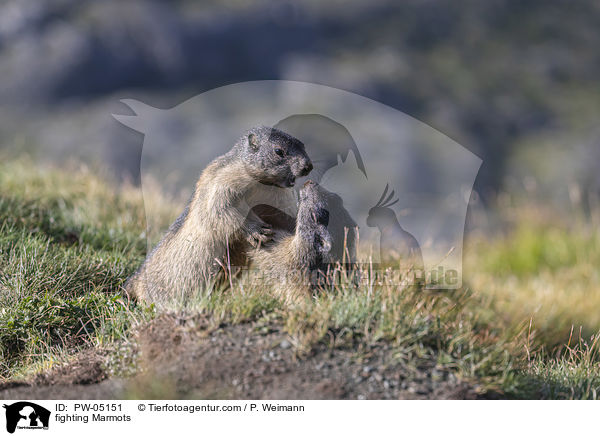 fighting Marmots / PW-05151