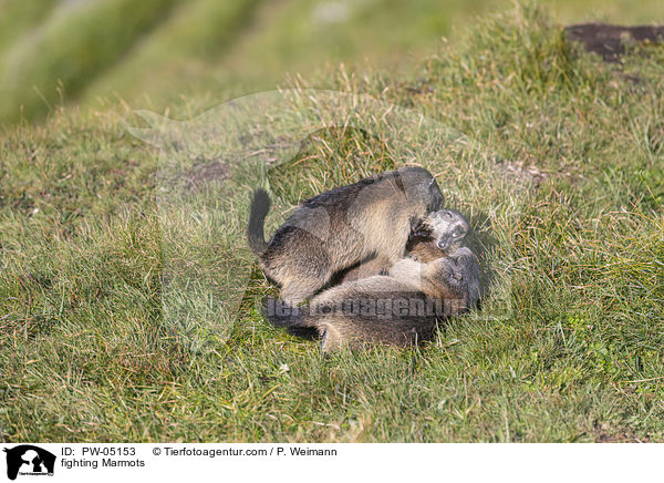 fighting Marmots / PW-05153