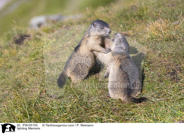 fighting Marmots / PW-05155