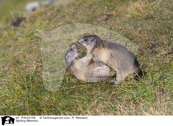 fighting Marmots / PW-05158