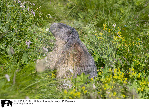 standing Marmot / PW-05168