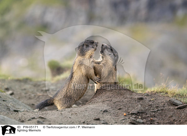 fighting Marmots / PW-05171