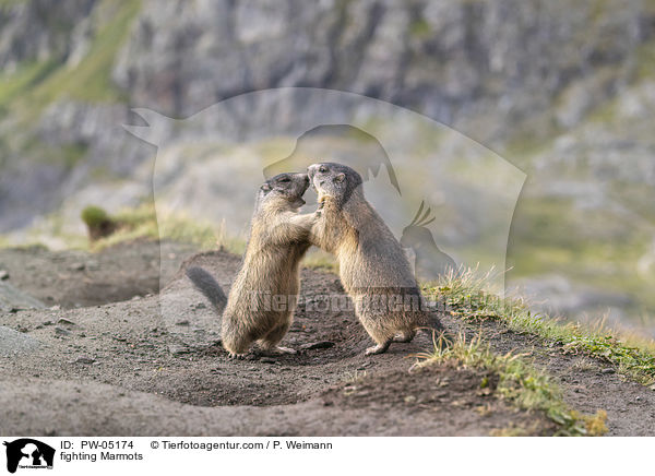 fighting Marmots / PW-05174