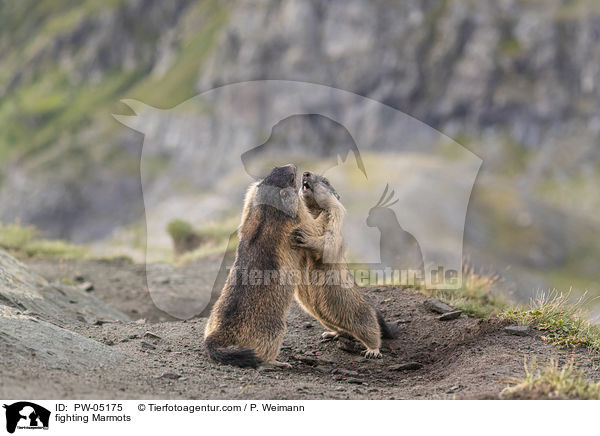 fighting Marmots / PW-05175