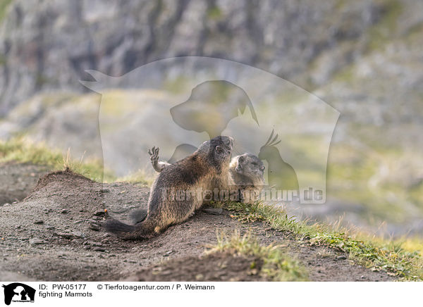 fighting Marmots / PW-05177