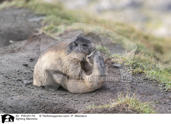 fighting Marmots / PW-05178