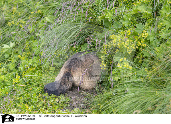 burrow Marmot / PW-05189