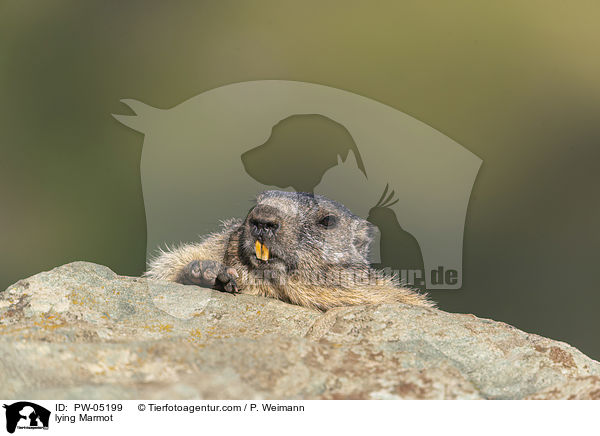 lying Marmot / PW-05199
