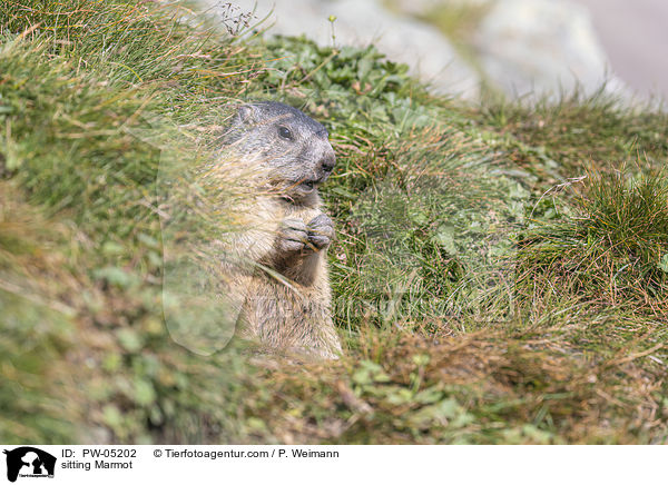 sitting Marmot / PW-05202