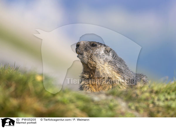 Marmot portrait / PW-05205