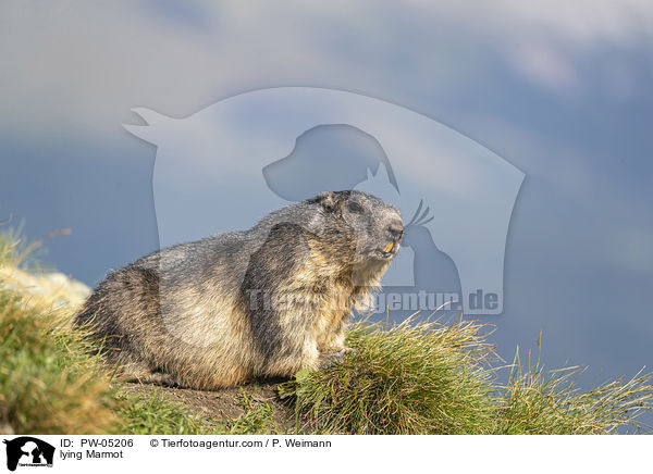 lying Marmot / PW-05206