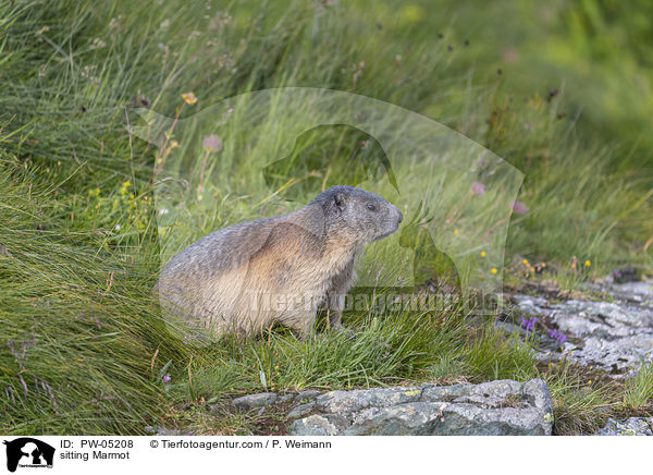 sitting Marmot / PW-05208