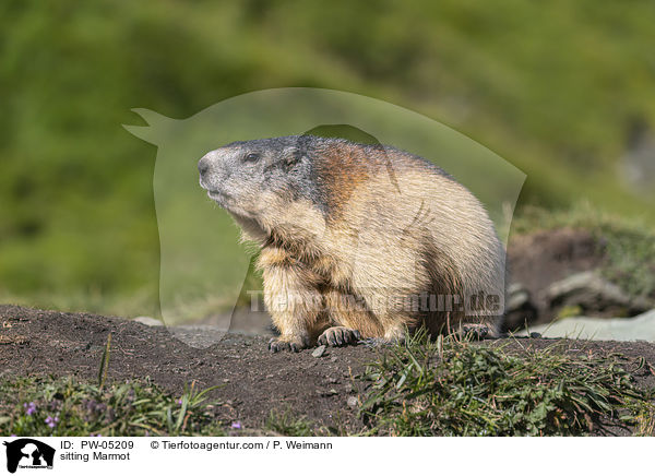 sitting Marmot / PW-05209