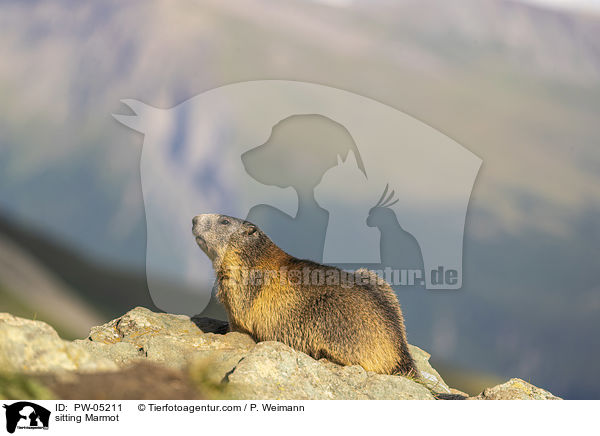 sitting Marmot / PW-05211