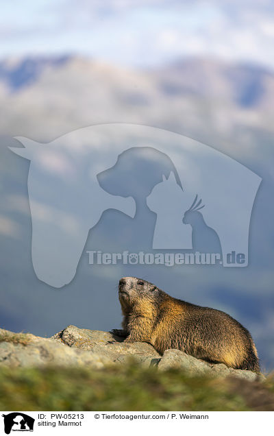 sitting Marmot / PW-05213