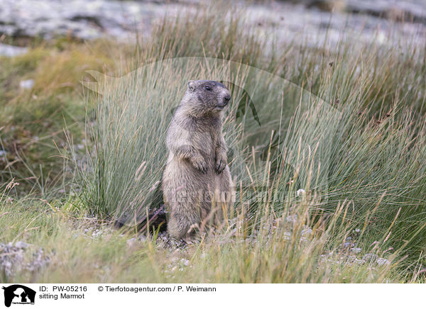 sitting Marmot / PW-05216