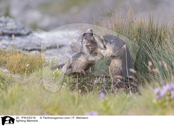 fighting Marmots / PW-05218