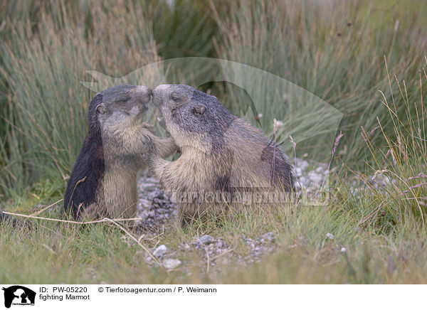 fighting Marmot / PW-05220