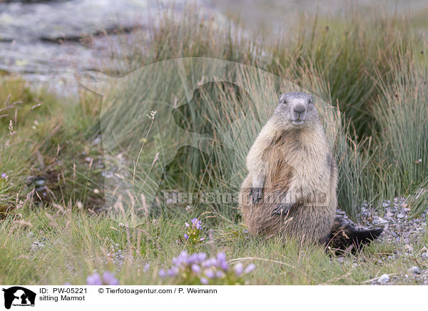 sitting Marmot / PW-05221