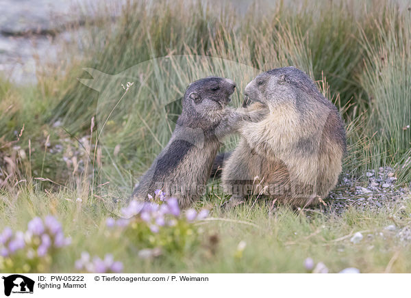 fighting Marmot / PW-05222