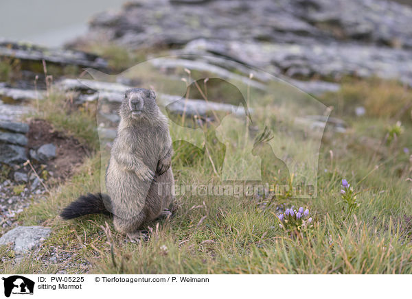 sitting Marmot / PW-05225