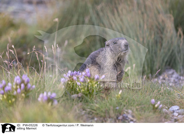 sitting Marmot / PW-05226