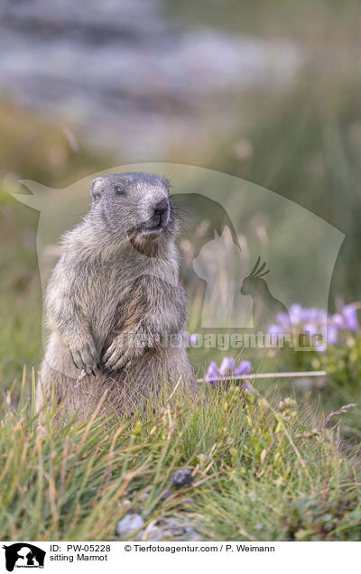 sitting Marmot / PW-05228