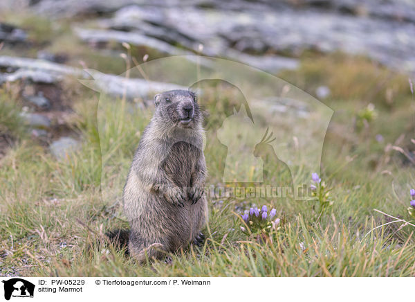 sitting Marmot / PW-05229